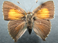 Paralucia pyrodiscus - Adult